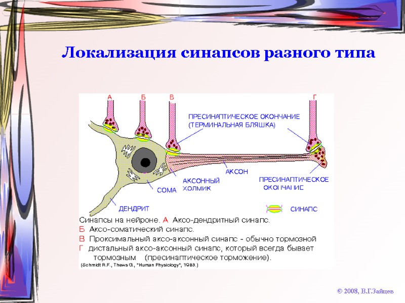 Локализация синапсов разного типа © 2008, В.Г.Зайцев